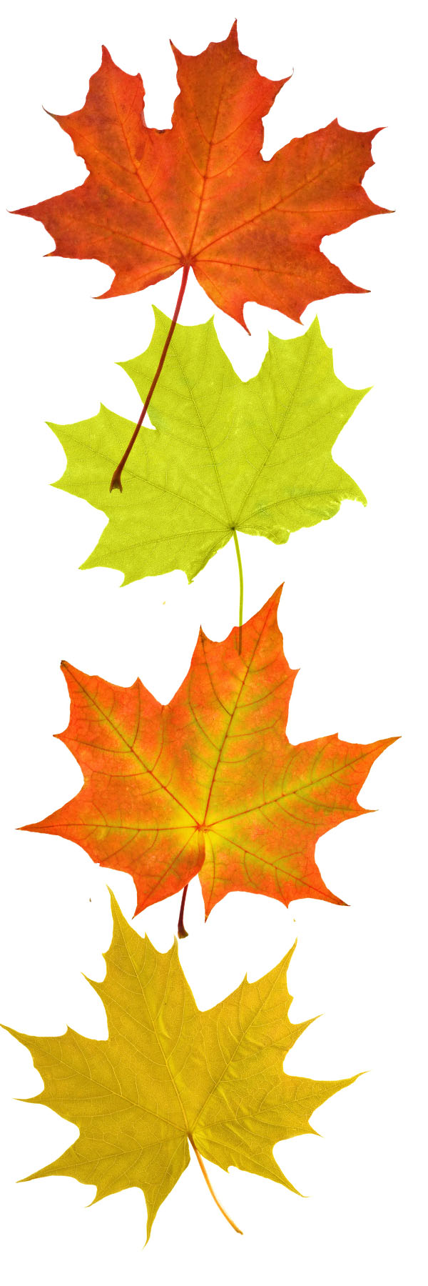 VERTICAL-leaves